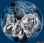 White Tiger Brothers